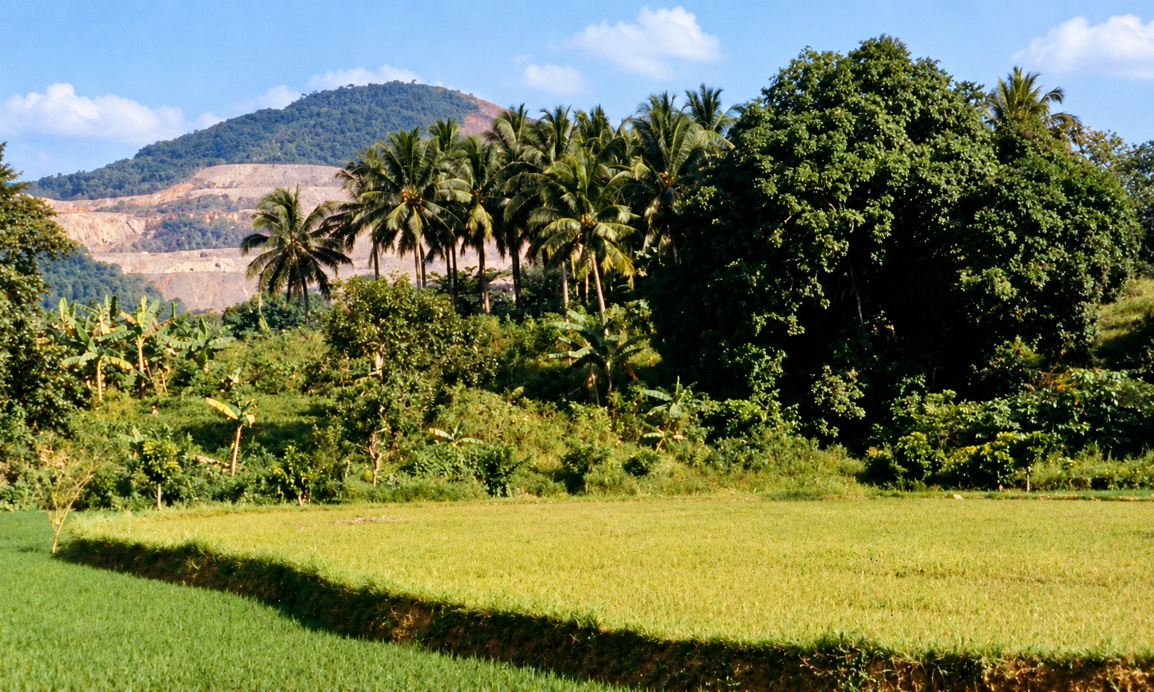 Rice fields and coconut palms with the terraced mine on the hillside behind them.