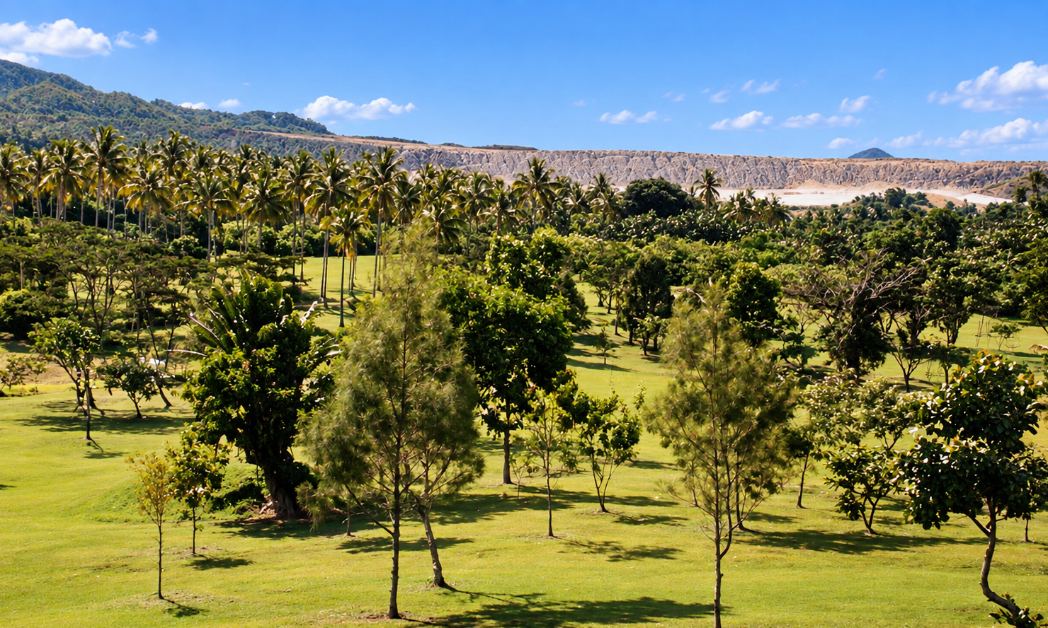 A view across the golf course toward a row of coconut palms and the mine.