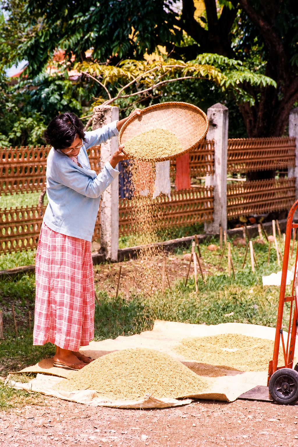 A woman pouring grain from a woven basket onto sheets spread on the ground.