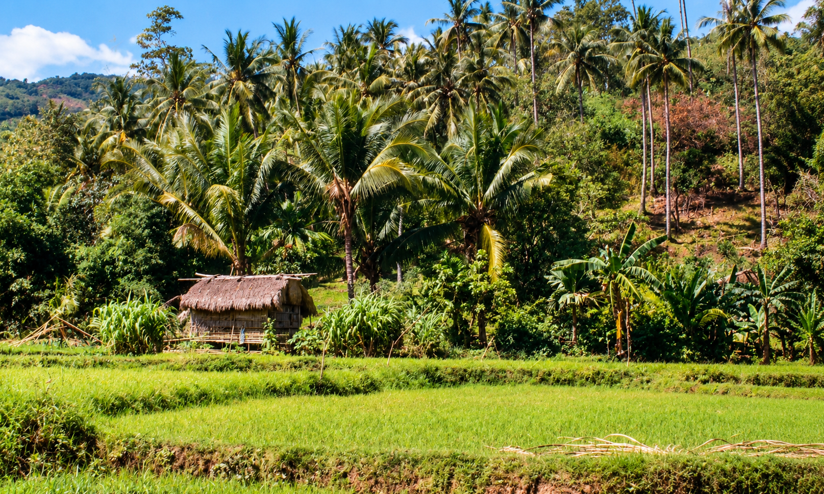 A small thatched hut beside green rice fields below a hillside of coconut palms.