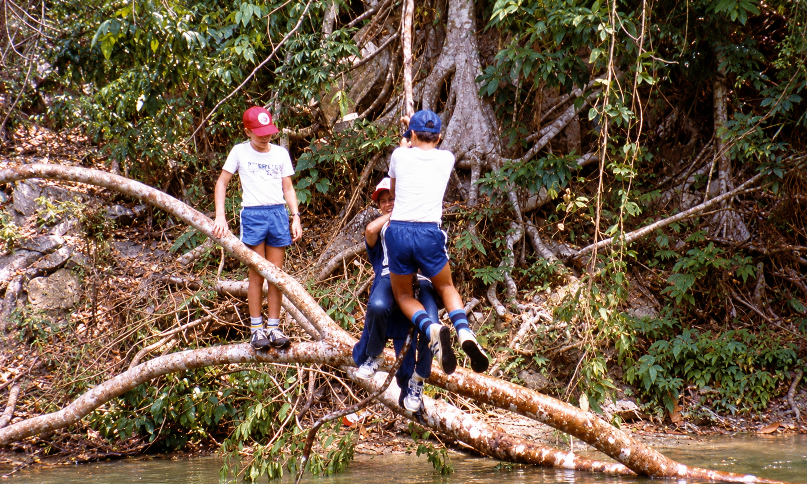 Boys climbing fallen branches above the river during a hike.