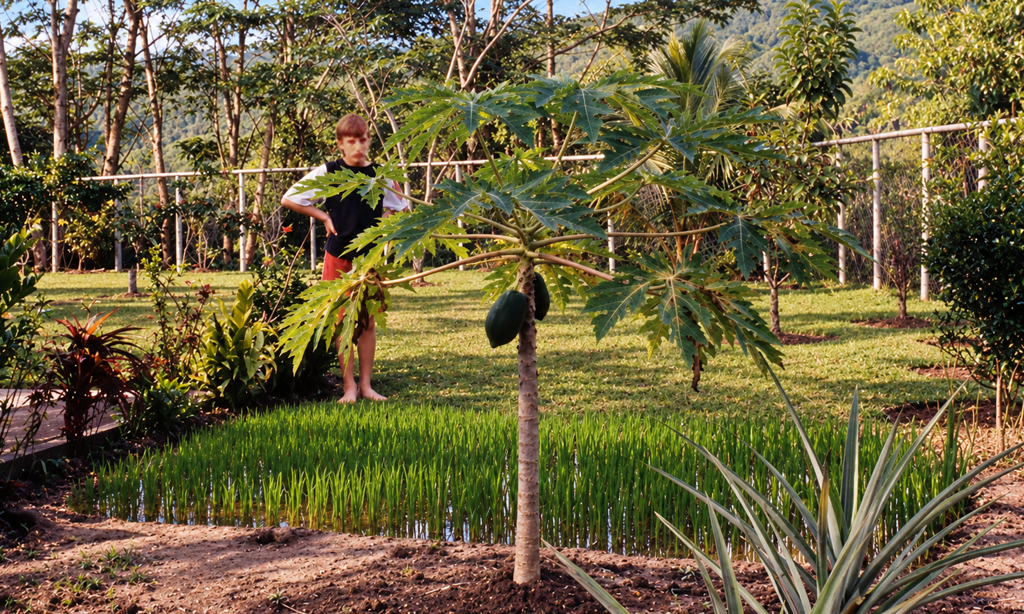 A boy standing behind a papaya tree and a small planted garden patch.