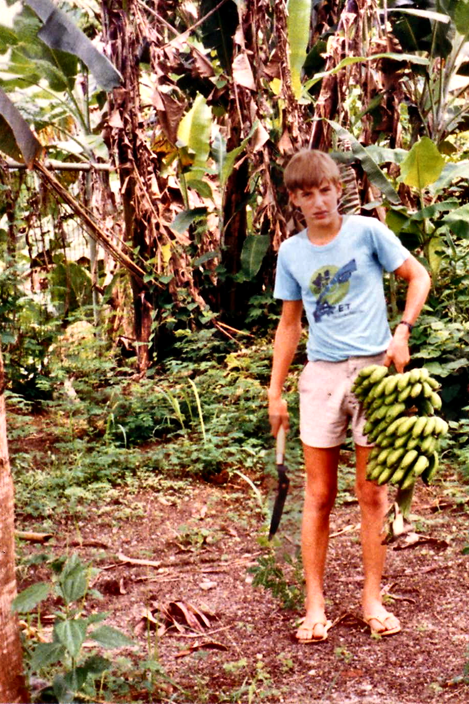 A boy holding a bunch of bananas among banana plants in the garden.
