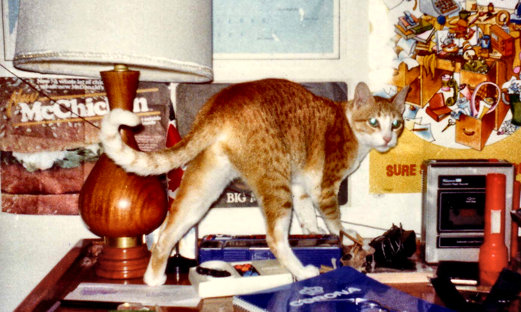 An orange-and-white cat standing on a desk beside a lamp and radio.
