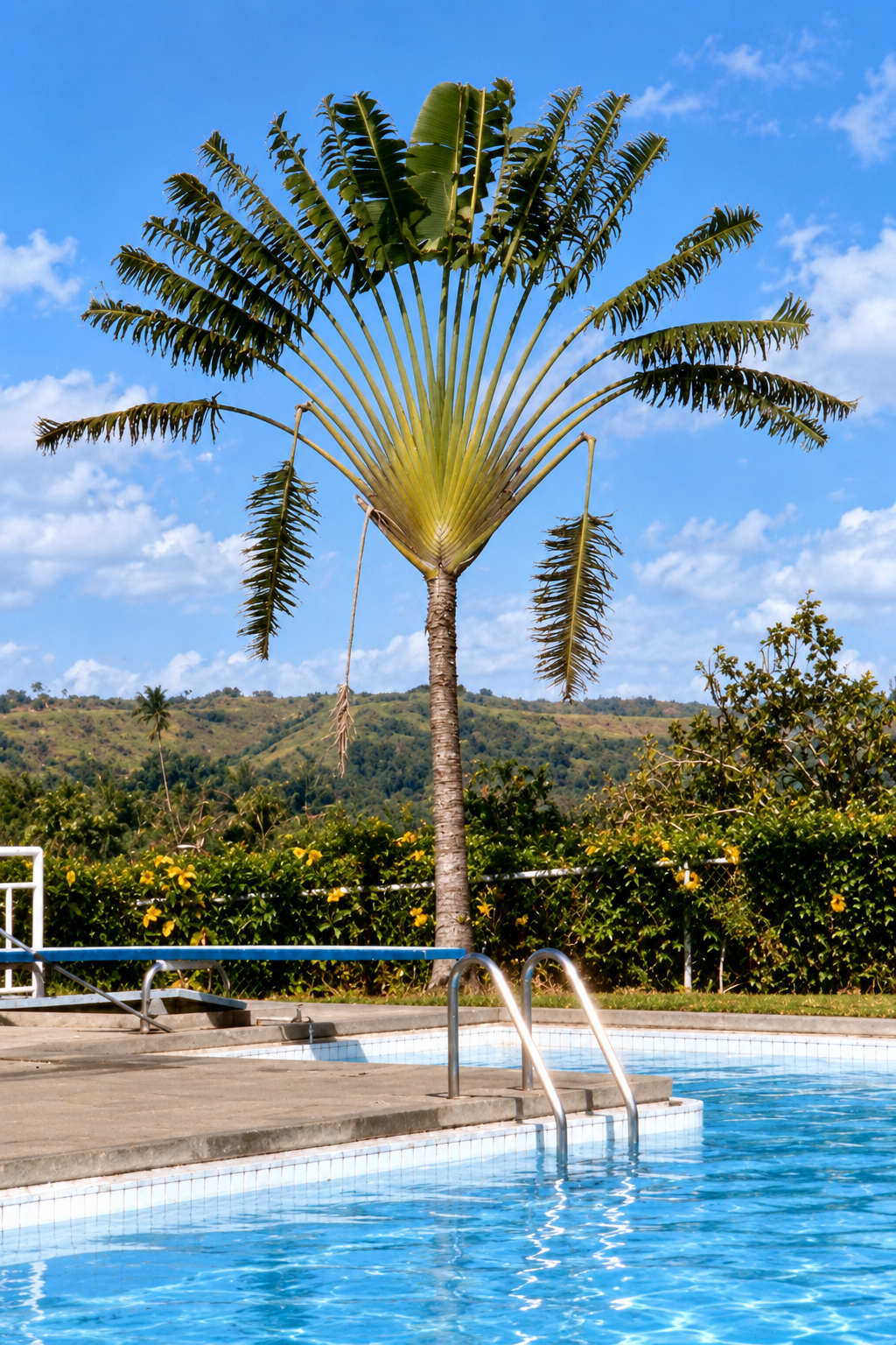 A tall fan-shaped tropical tree beside the diving board and swimming pool ladder.